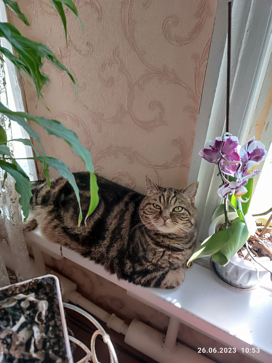 Шимоза, Шима - мой любимый, шерстяной, вечно недовольный цветочек 😁😻