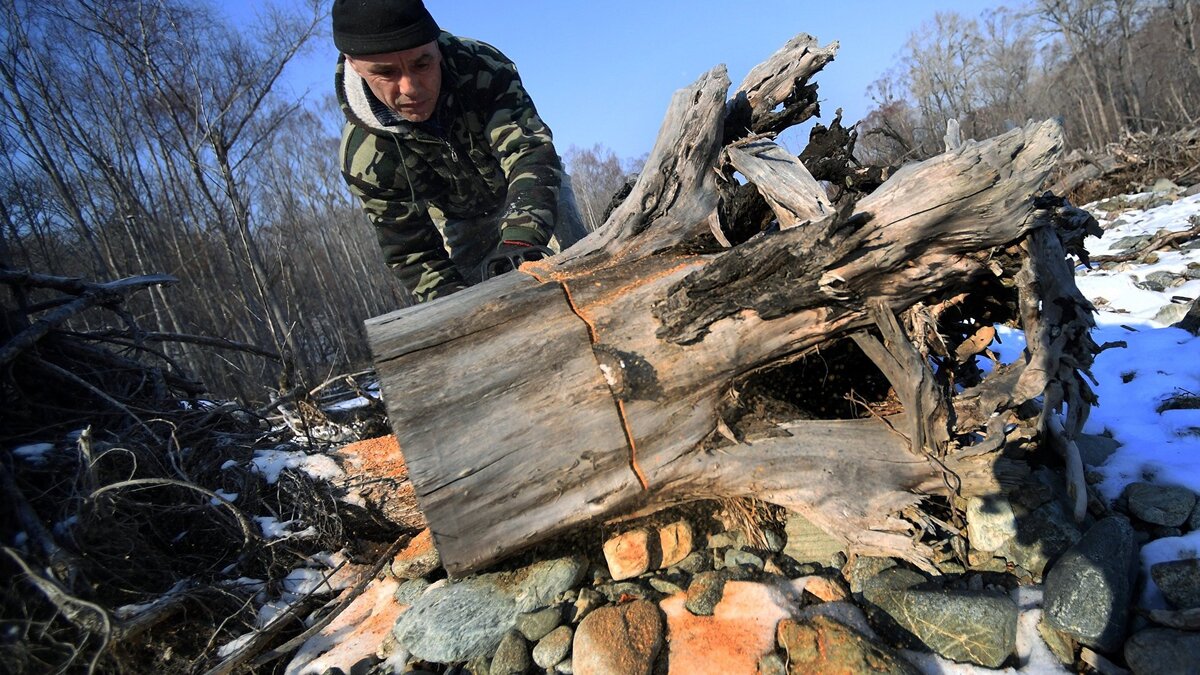    Сбор валежника в Приморье© РИА Новости . Виталий Аньков