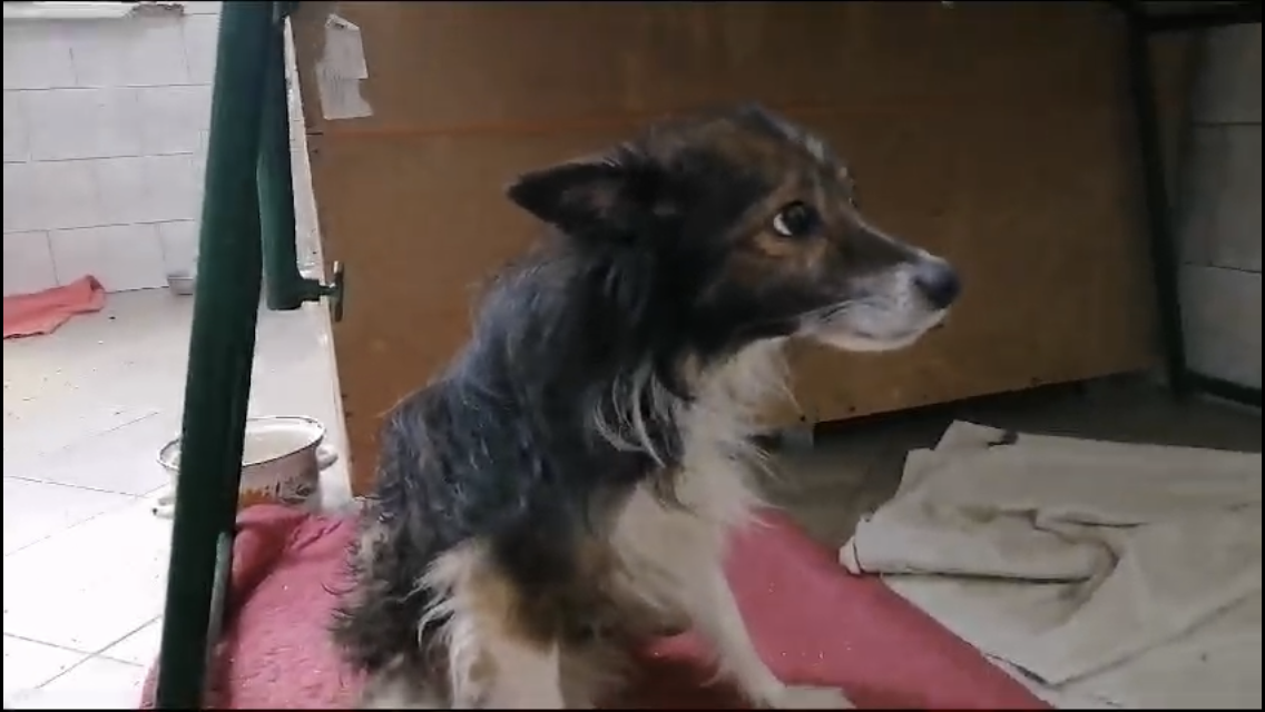 Привязанный под мостом старенький пёсик | Лохматая Душа | Дзен