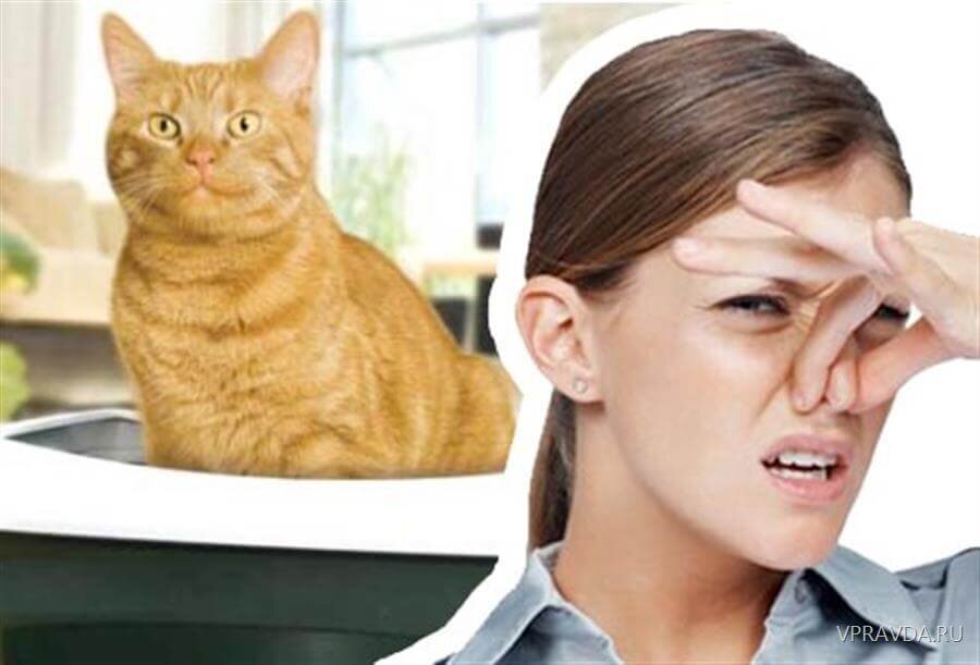 Кот плохо пахнет