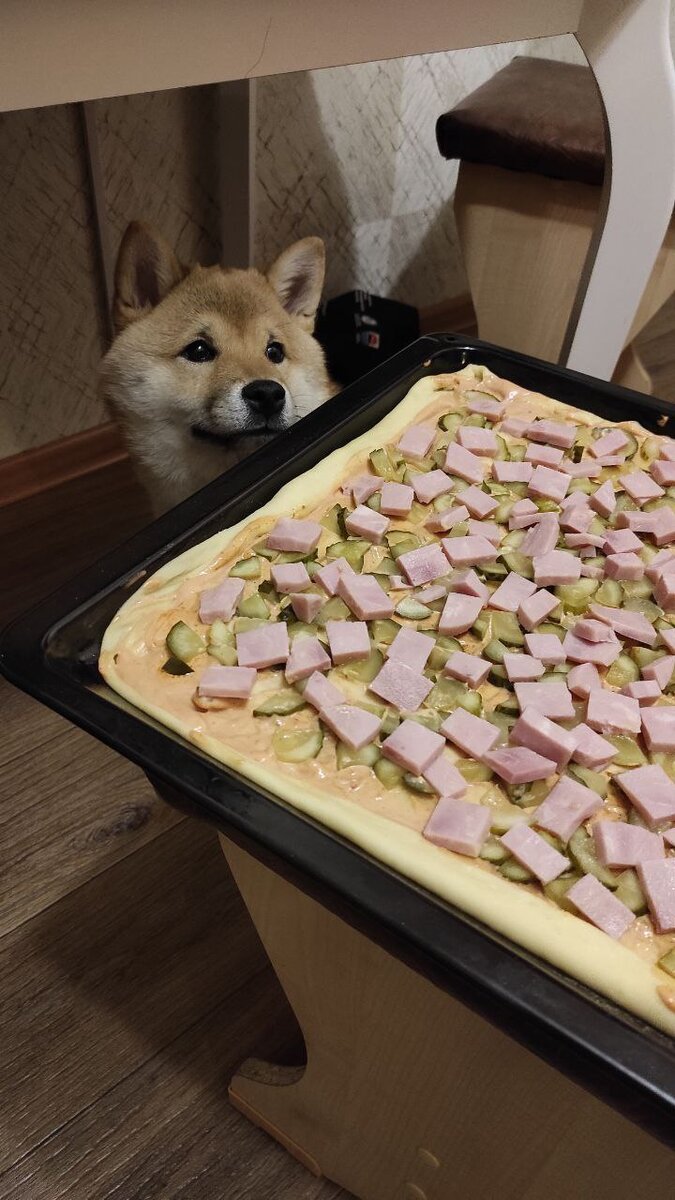 Собака очень довольна