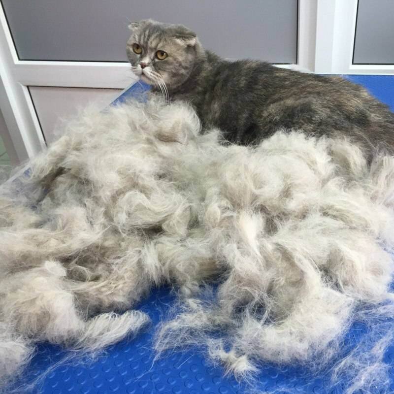 Кот сбросил шерсть