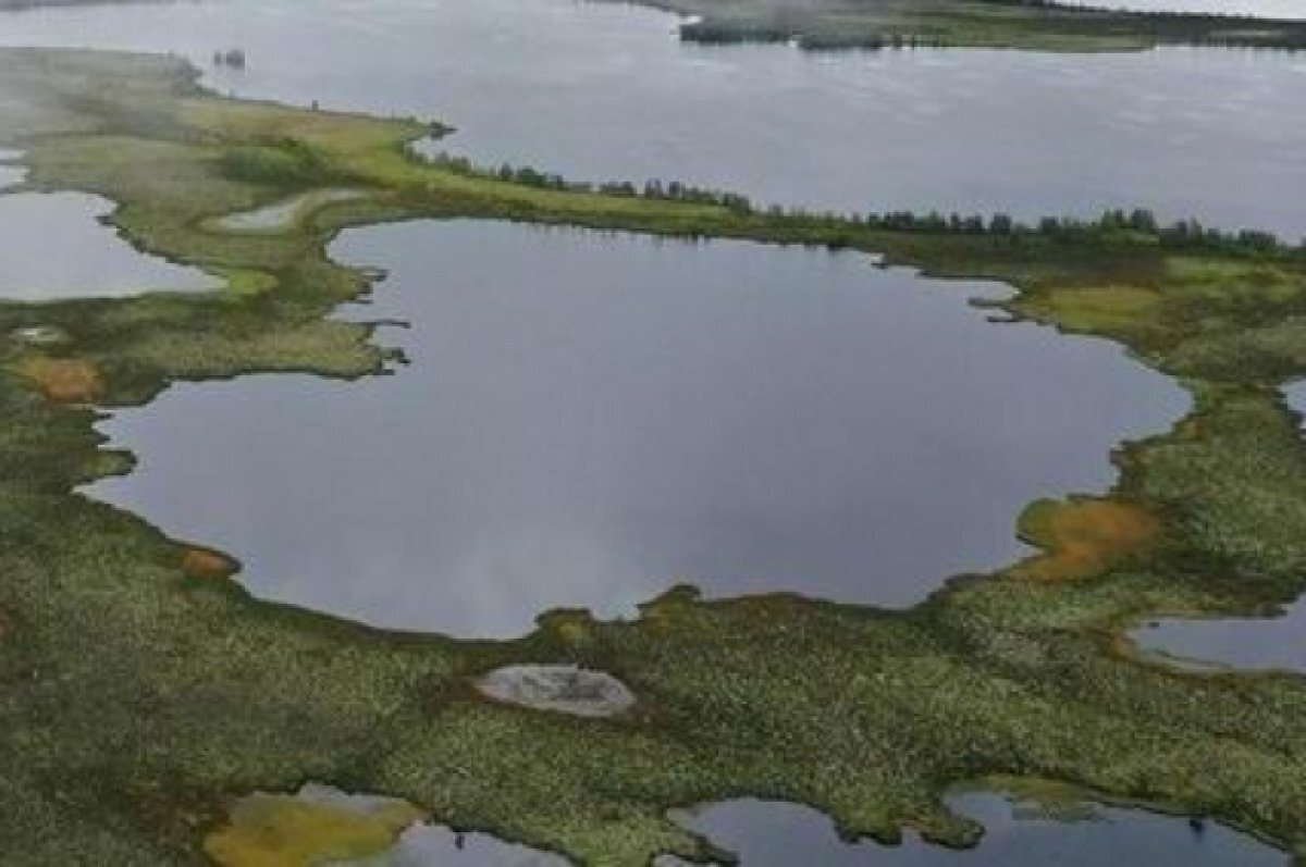    Ученые ТГУ создают первые в мире искусственные болота