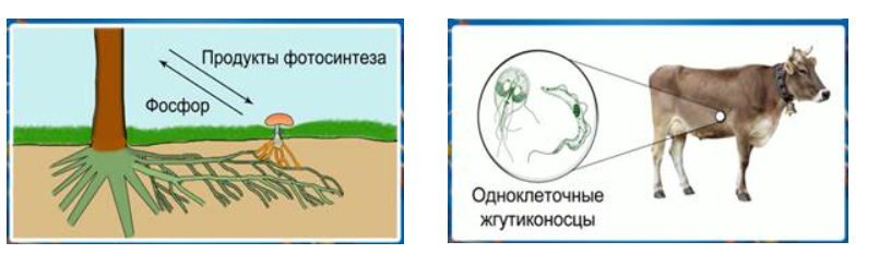 Восточноевропейские широколиственные леса / Под ред. О.В. Смирновой. М.: Наука, 1994. 364 с.