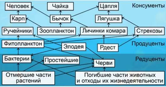 Схема питания в сообществе водоема