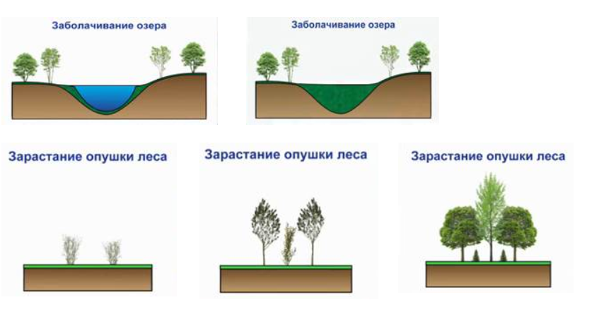 К автотрофным организмам относят… 1) грибы; 2) бактерии; 3) хемос ...