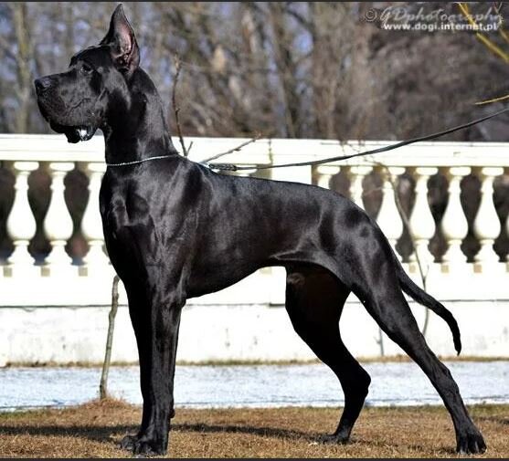 Характеристики мраморного окраса