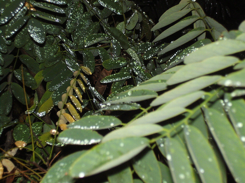 акация в раннее утро после дождя. фото автора