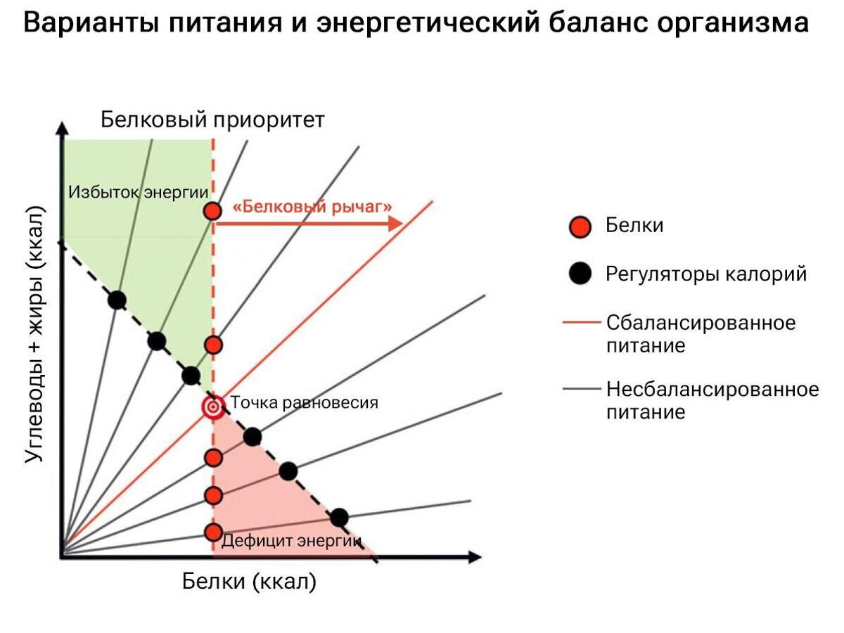    Варианты питания и энергетический баланс организмаCC BY 4.0 / Raubenheimer D, Simpson SJ. 2023 /