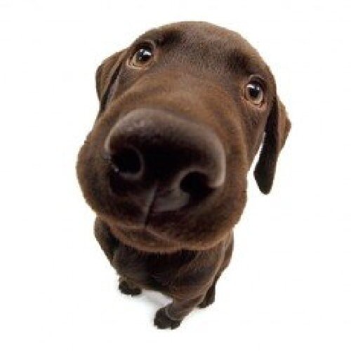 Нежный, очень умный и любит общаться с людьми. Любит плавать и обычно озорничает на стадии щенка. Из них получаются отличные собаки-поводыри.