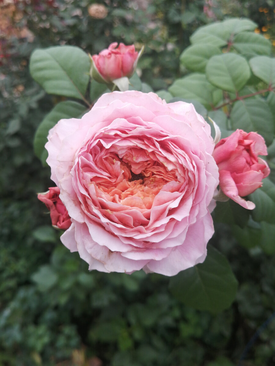 Роща Eisvogel. Фото автора. 