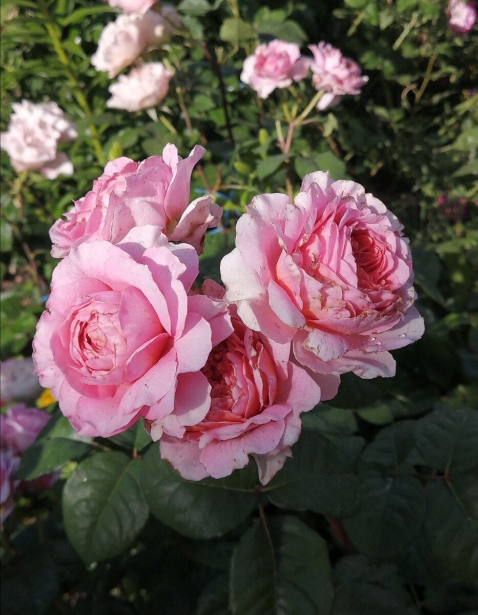 Eisvogel. Фото автора. 