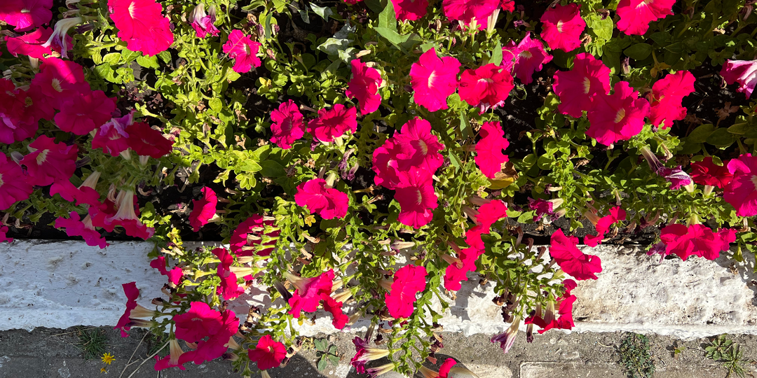 Почему я прошу мужа не дарить мне цветы (и что из этого вышло)