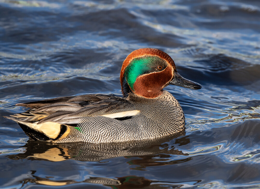 Чирок-свистунок на белом фоне. Чирок-свистунок. Изображение уточка чирок свистунок. Утка чирок свистунок рисунок. Чирок-свистунок речные утки.