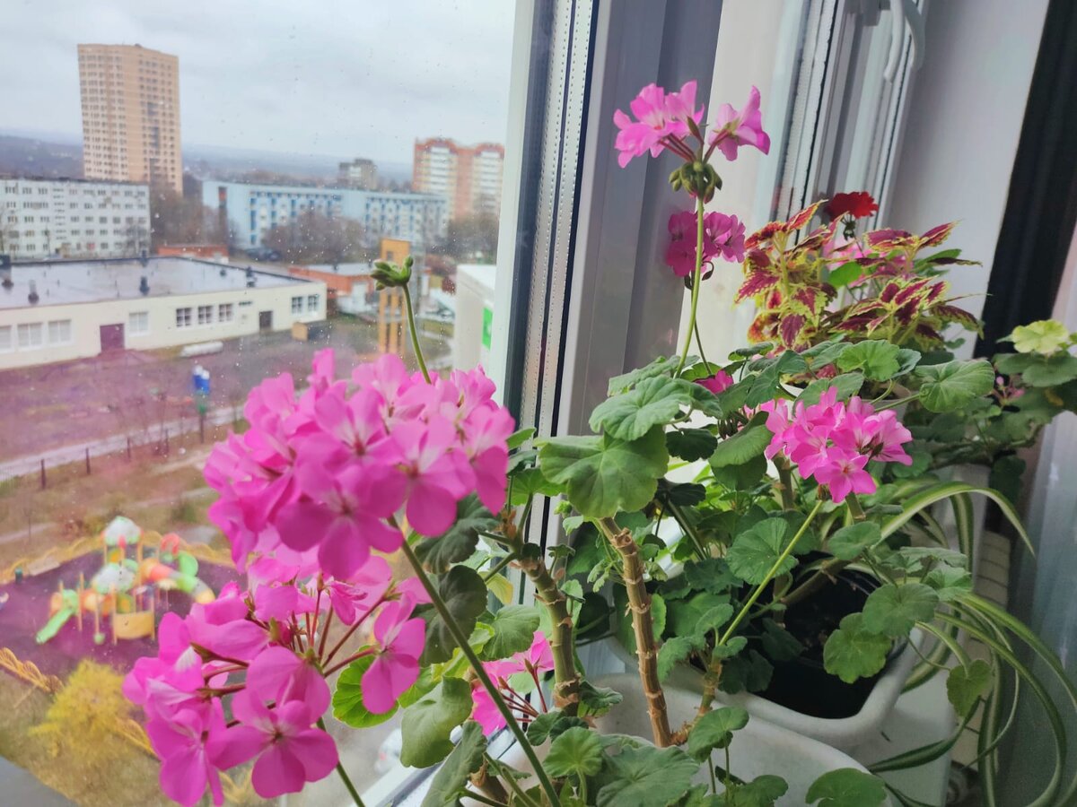 Герань в ноябре, после осенней обрезки снова цветёт