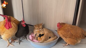 Семья❗Кошка греет цыплят 😽🐥🐤 Мамы прихорашиваются, а Папа засыпает на ходу 🤗😂🥰