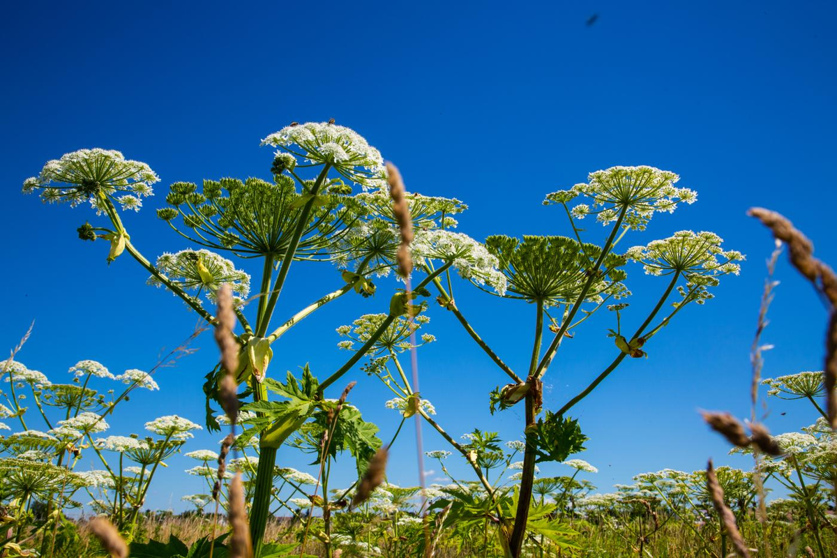 ecologyofrussia.ru