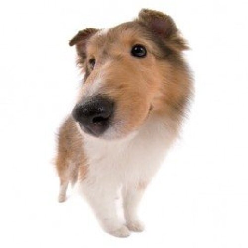 Нежный, умный, послушный и полный ласки. Хотя они могут опасаться незнакомцев, они очень гордятся тем, что защищают членов своей семьи.