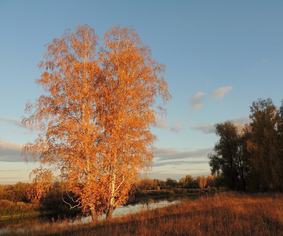 Картинки осенней березы