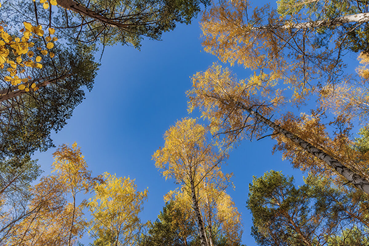 фотографирование деревьев снизу вверх может подчеркнуть их мощность и высоту. 