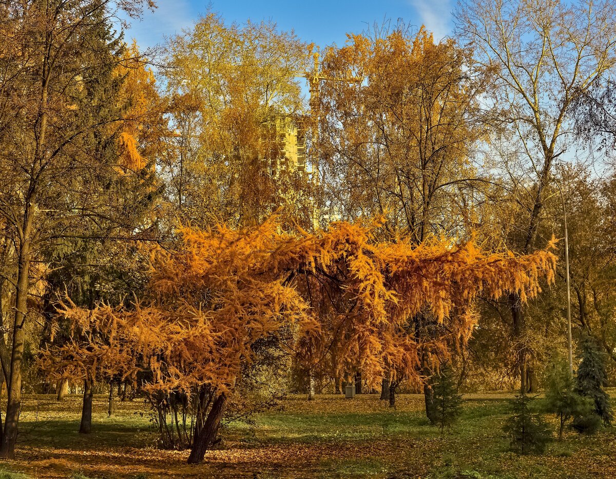 Использование цветовых акцентов Деревья могут быть яркими и красочными объектами. Они могут иметь яркие листву.