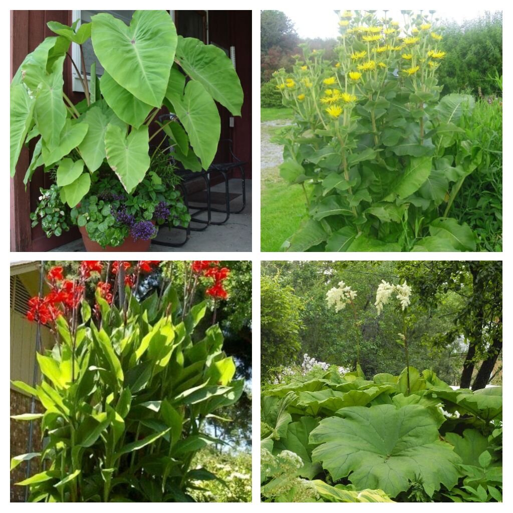 Фото из интернета: колоказия, девясил, канны, астильбоидес.