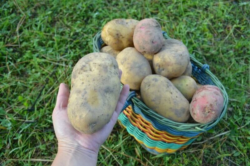 Крупные клубни картофеля на хранение.