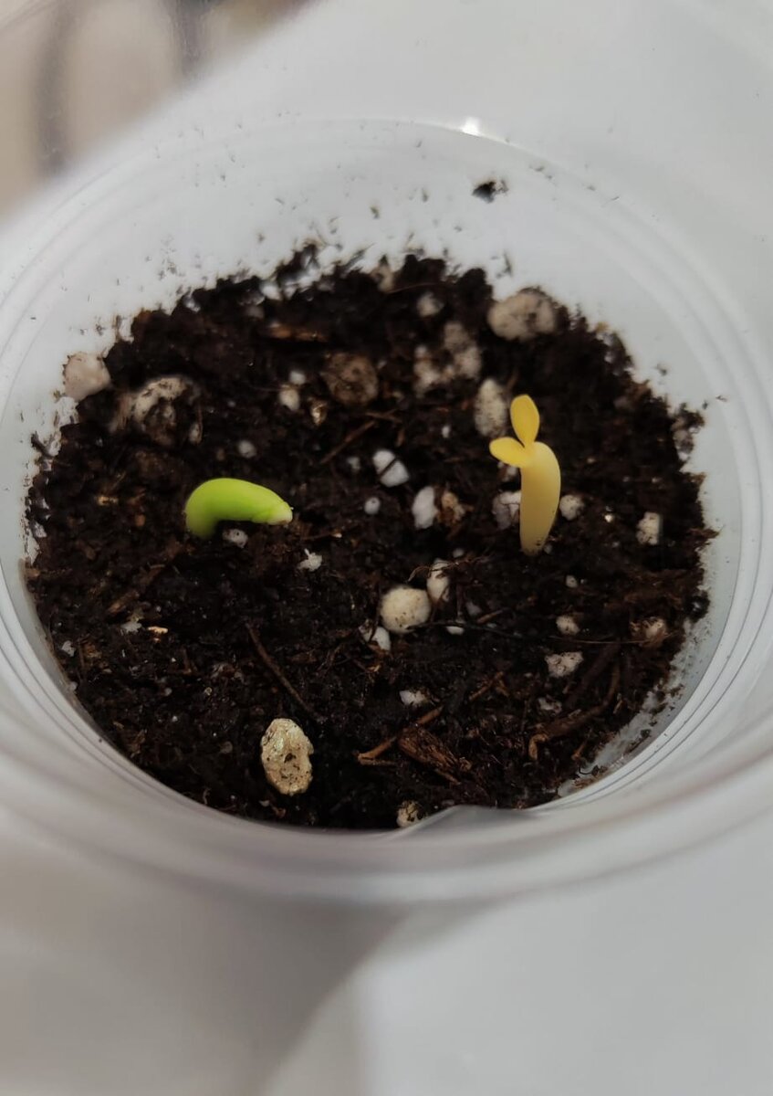 Вот они такие получились!