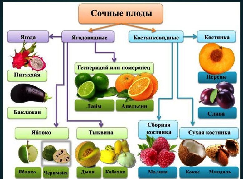 Ягоды семена овощей. Плоды типы плодов классификация плодов. Классификация сухих плодов 6 класс биология. Типы плодов схема. Плод . Строение . Сухие , сочные плоды.