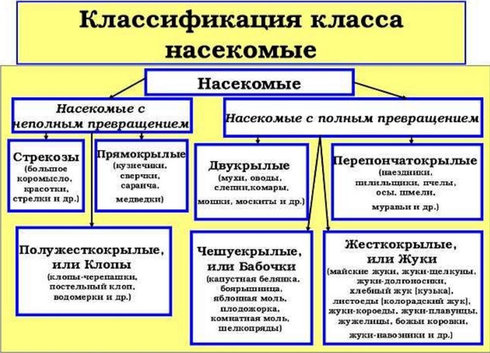Классификация насекомых по типу развития. Классификация класса насекомые отряды. Схема отряды насекомых 7 класс. Классификация класса насекомые отряды. Классификация кл.
