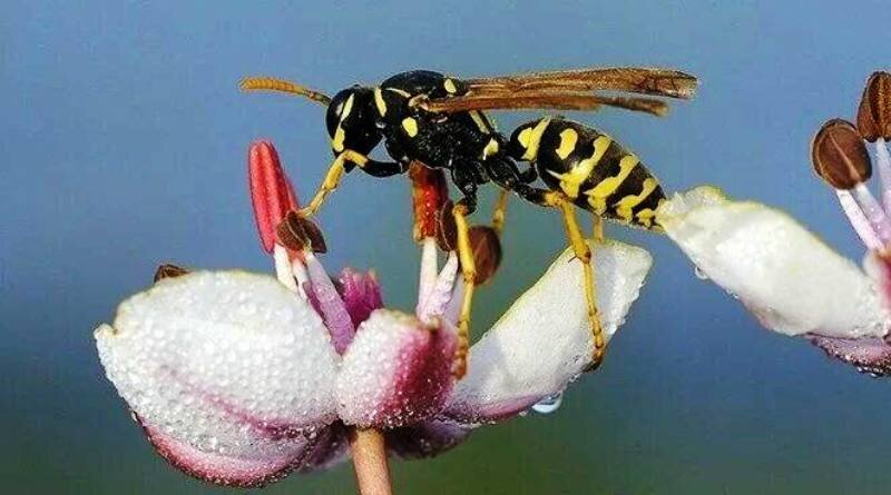 Звук осы. Звуки осы слушать. Звуки насекомых слушать. Звук осы. Звуки осы слушать.