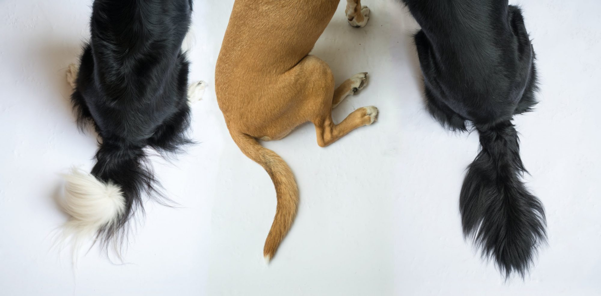 Почему у некоторых собак хвост закручивается колечком? | Книга животных |  Дзен