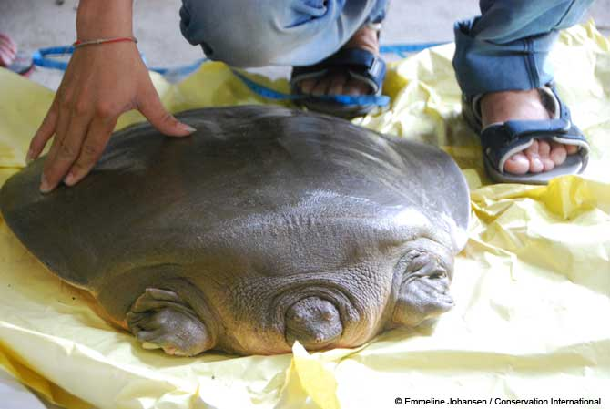 Так, а где здесь голова?