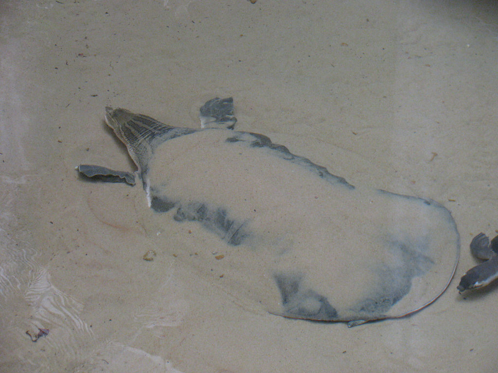 Большую часть времени эти рептилии проводят так. Не могу их осудить! 