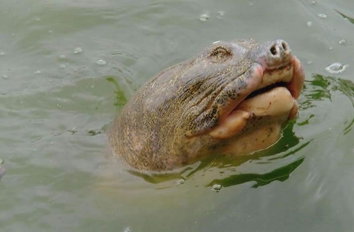 Фига-с два вы дождётесь моего вымирания! Ещё всех вас переживу!