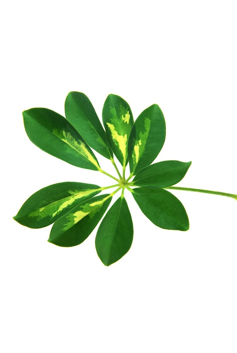 Так выглядят листья шеффлеры.они глянцевые, кожистые. Если присмотреться, то видно что лопасти растения растут из одной точки. Тем самым напоминая зонтик или веер. 