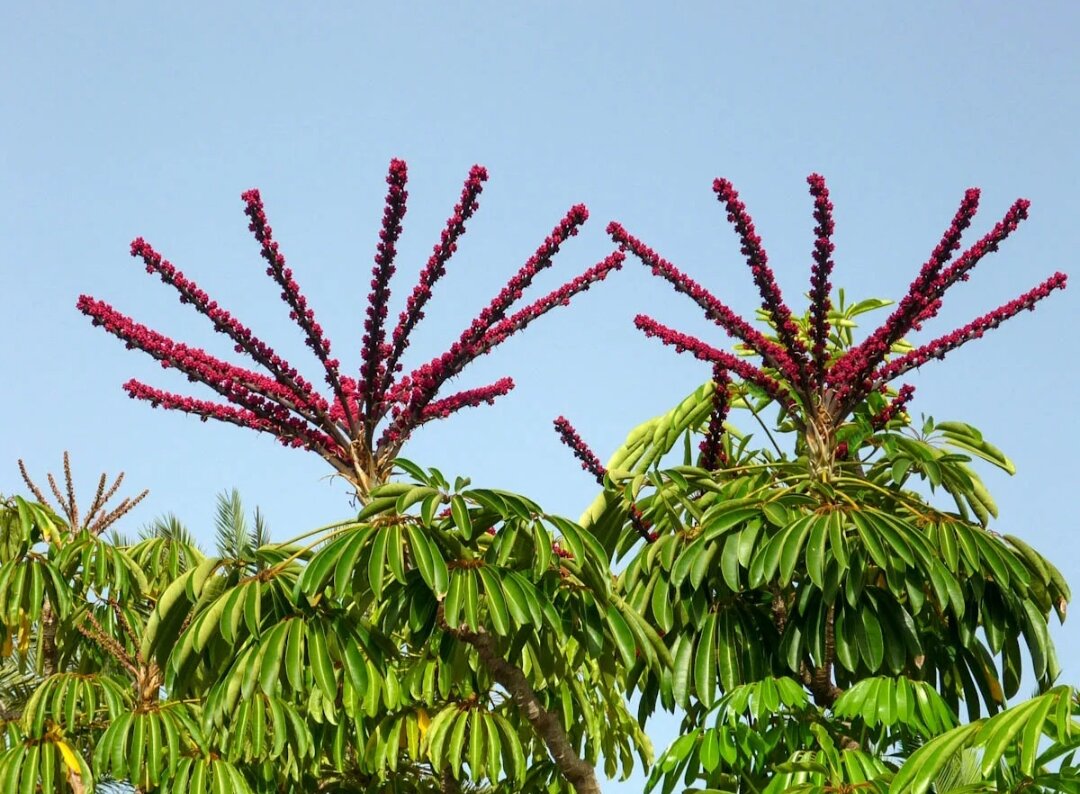 Так происходит цветение шеффлеры в дикой природе. 