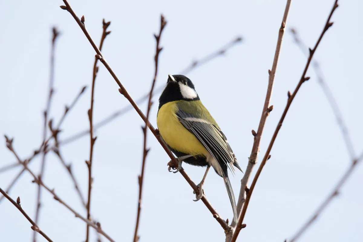 Источник фото (здесь и далее): Яндекс. Картинки