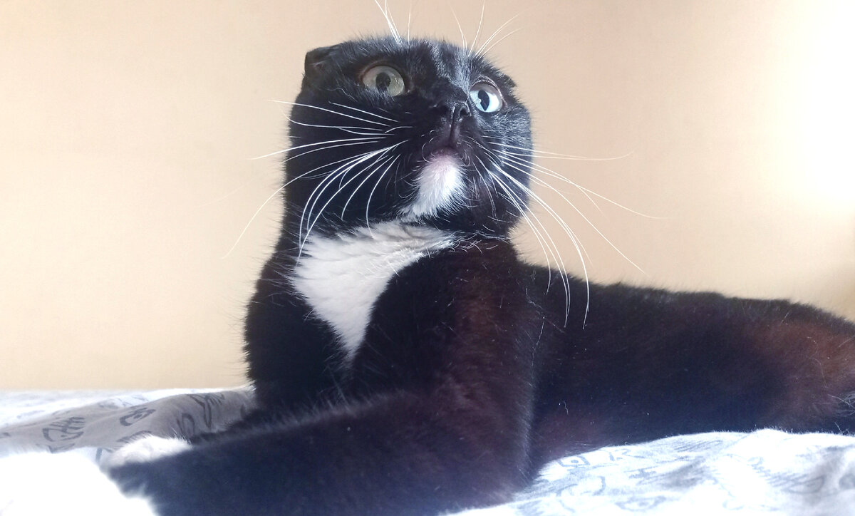 Сурен, сидит дома, позирует для блога