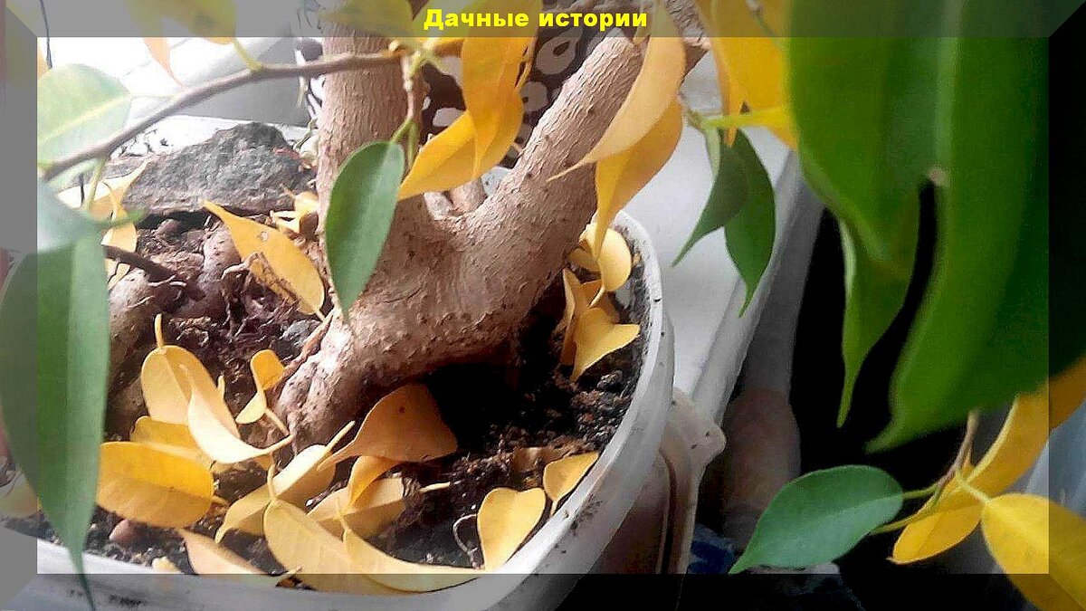 Как спасти бенджамин фикус опадают листья. Как спасти бенджамин фикус опадают листья