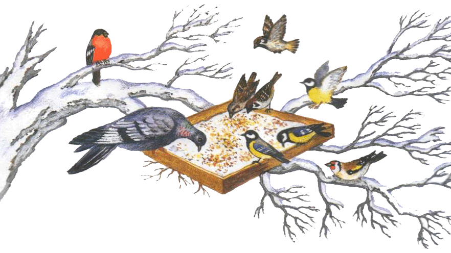 Зимующие птицы. Фото с интернет источника. 