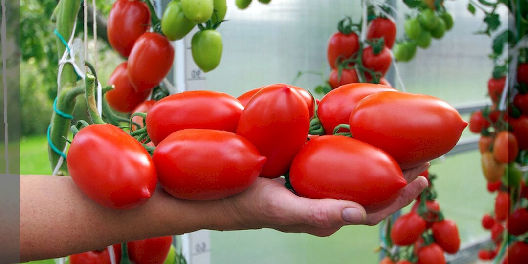 Абсолютно нетребовательные сорта-гибриды томатов: обзор малоуходовых, но урожайных томатов, для новичков и дачников выходного дня