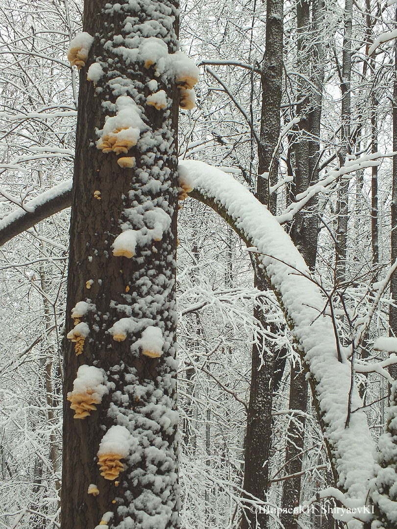 ОПЁНОК  ЗИМНИЙ (лат.Flammuluna velutipes)