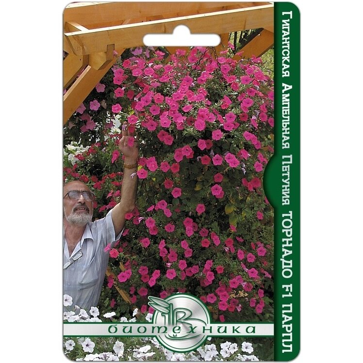 Вот так петуния Тайдал Вэйв Парпл с лёгкой руки Биотехники превратилась в Торнадо Парпл