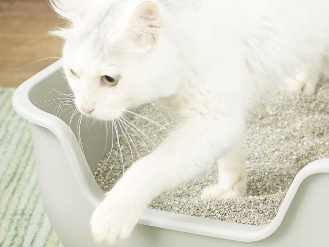 Чистота лотка - залог здоровья не только кошек