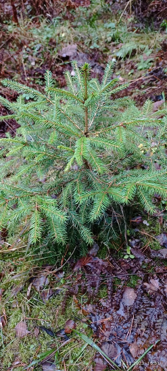 В лесу родилась ёлочка.