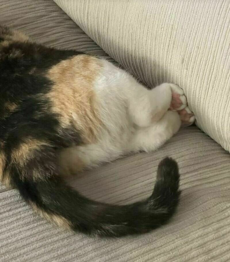    14 раз люди сделали настолько милые фото животных, что ими нельзя было не поделиться