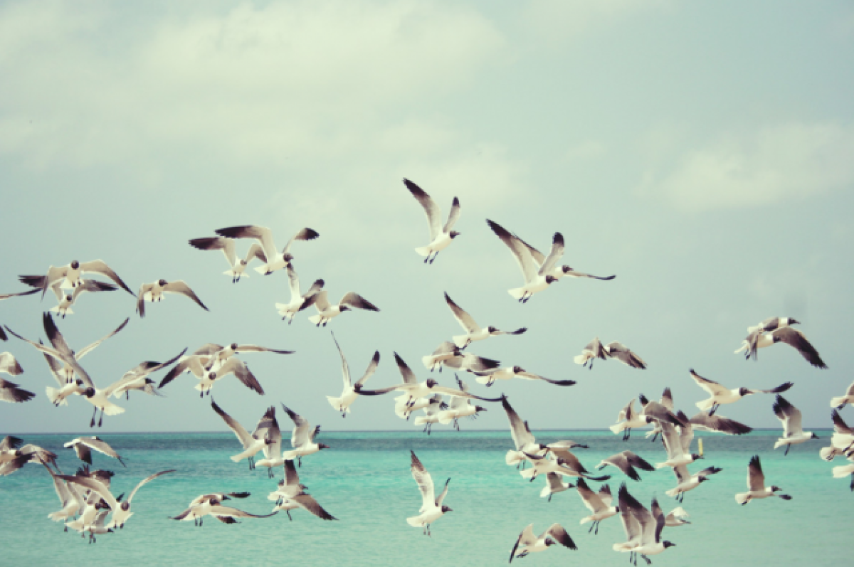    CNN: В США в угоду политкорректности переименуют десятки видов птиц