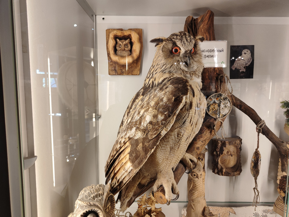 Обыкновенный филин. 