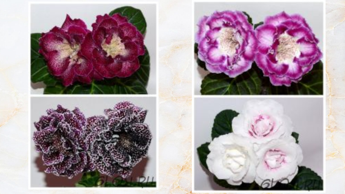 ЕН-Редвайн/ЕН-Глинтвейн и ЕН-Айрис/ЕН-Белое танго. Фото и сорта Елены Николаевой